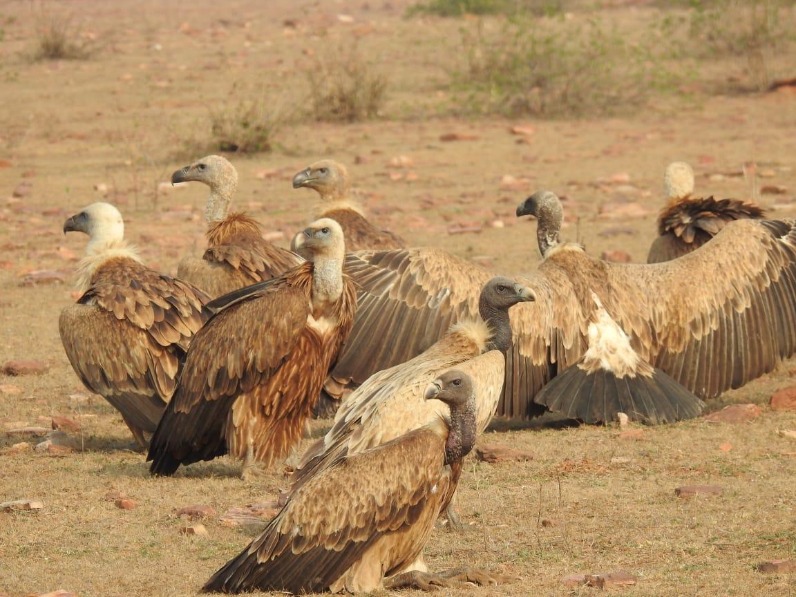 गाँधीसागर वन्यप्राणी अभयारण्य में गिद्धों की उत्साहजनक वृद्धि